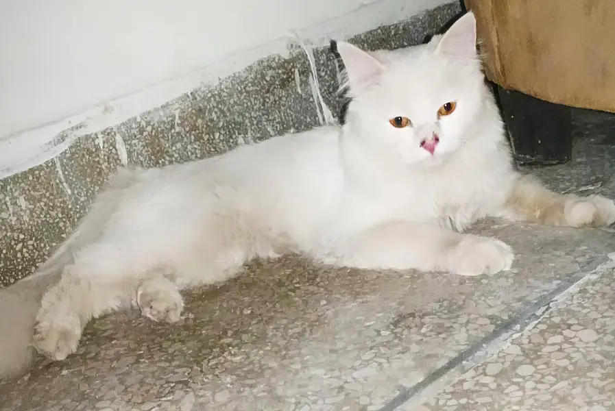 Persian Male — photo 8