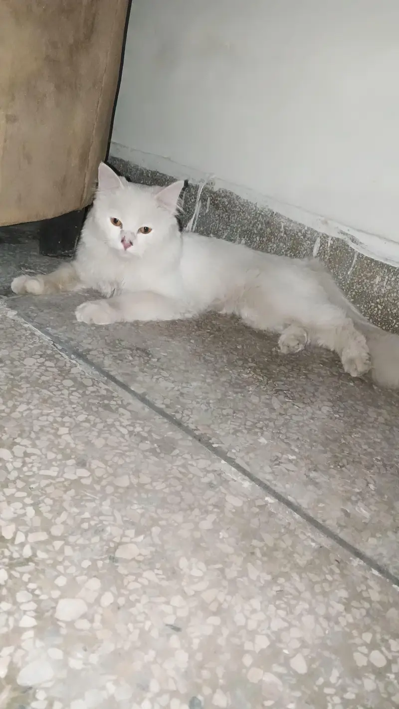 Persian Male — photo 9
