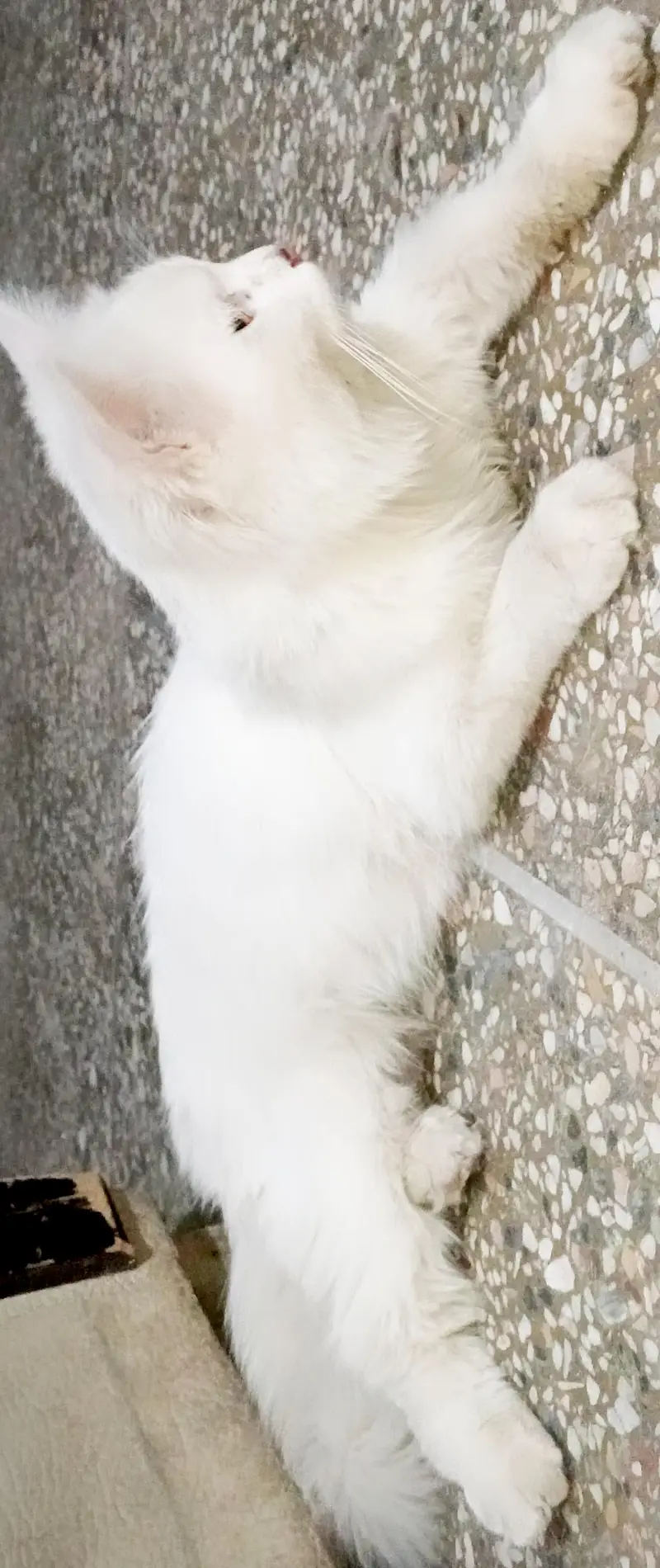 Persian Male — photo 10