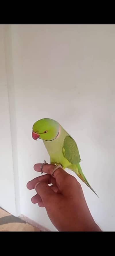tamed and taking pair    breed bhi lechukahu  is pair se pese Kam nahi