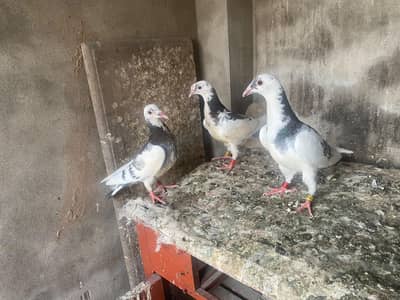 Whatsapp number 03314886114