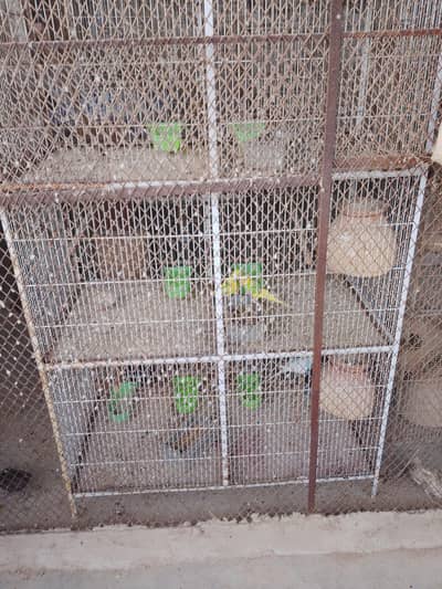 Cage Sale