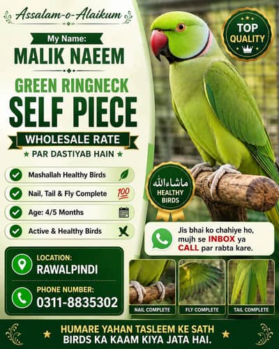 03118835302 Katha Full Hand Tame Friendly Green Ringneck Pathy