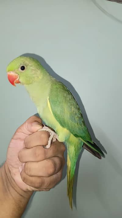 03118835302 Katha Full Hand Tame Friendly Green Ringneck Pathy