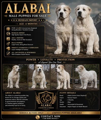 Alabai dog for sale