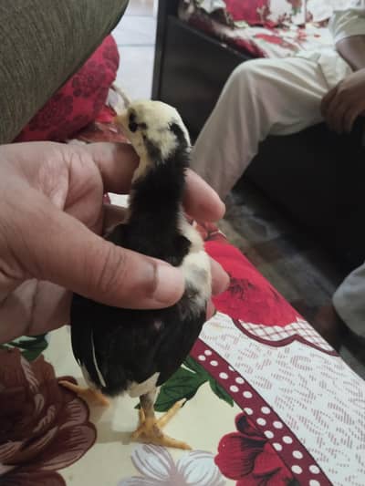Aseel & Heera