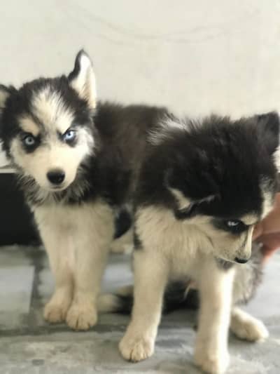 healthy Siberian Husky puppies are available for sale