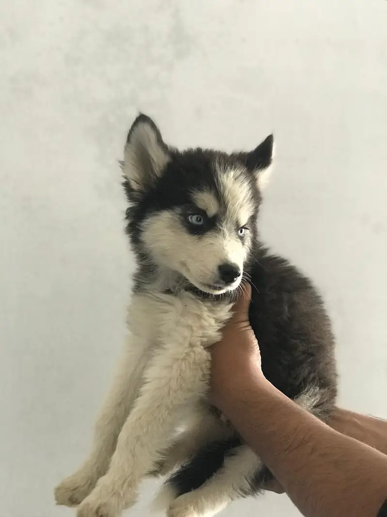 healthy Siberian Husky puppies are available for sale — photo 2