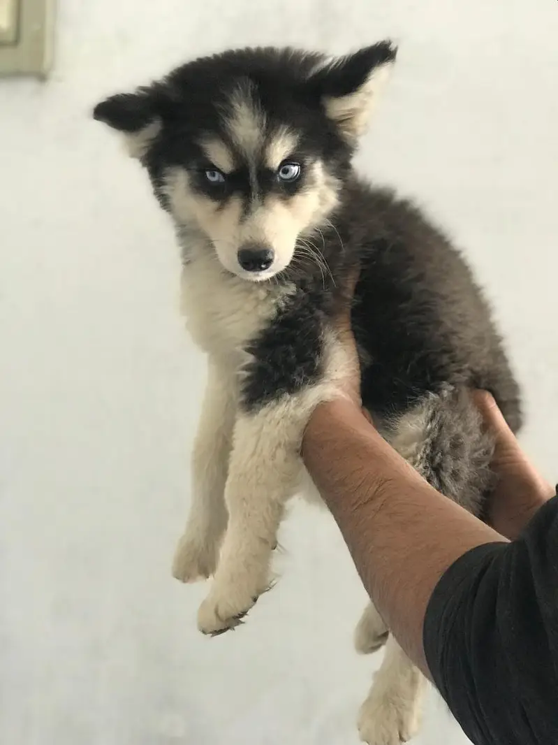 healthy Siberian Husky puppies are available for sale — photo 3