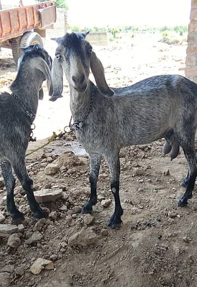 5 month ki soi ha picha bi female ha dhood dono time ka one litter ha