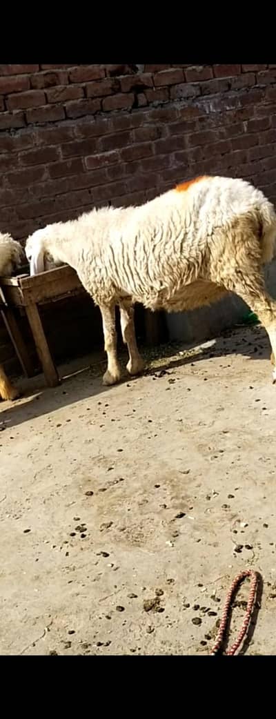 dasi sheep gaban tayar 03234438191