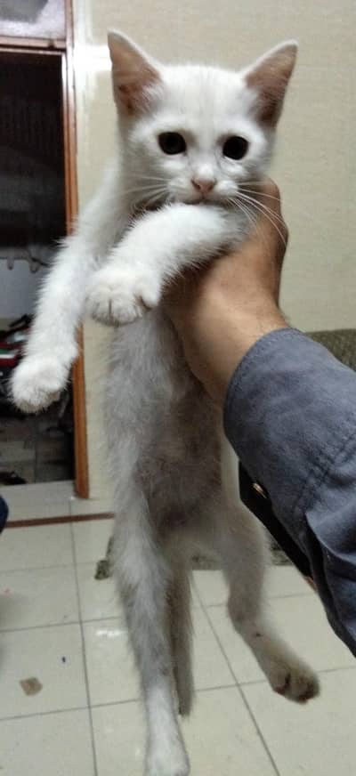 persion cat