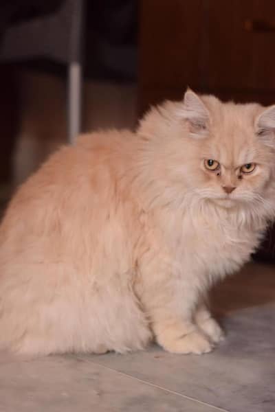 cat for sell