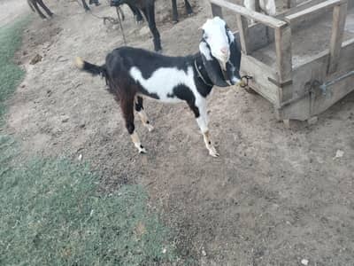 Goat Female Bayab nasal