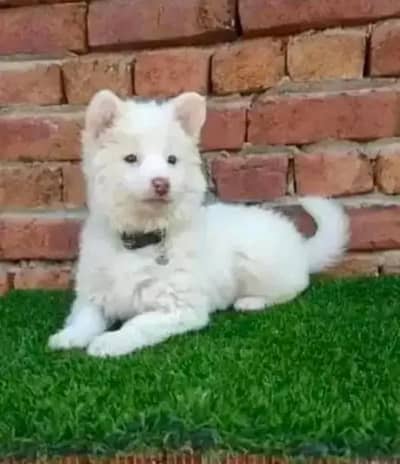 Russian dog health and quiet
