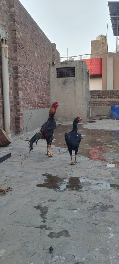 shamo lakha