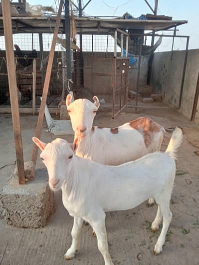 pur tadi goat for sale