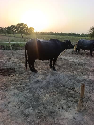 2 Healthy Buffaloes For Sale | 5 Days to Delivery | 6 Liter Milk Each