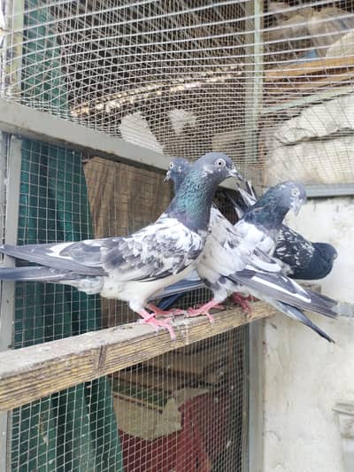 Ferozpuri Male and  Female Available for Sale