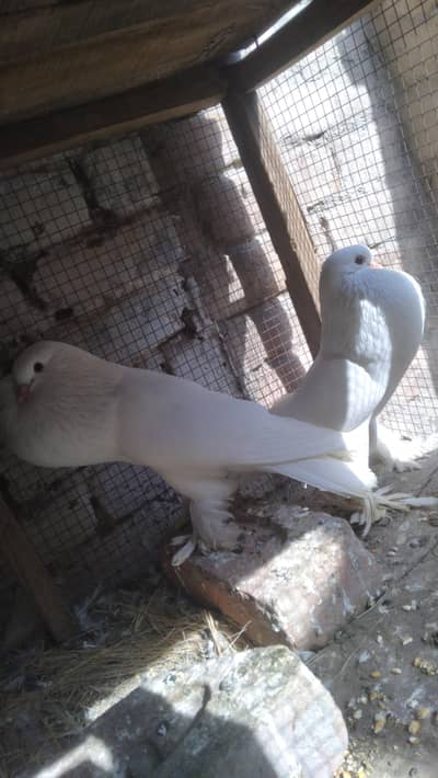 pomerian breeder pair