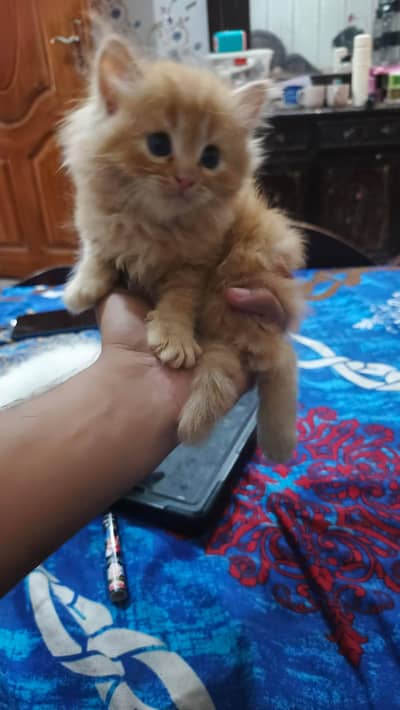 Pure persian triple coated cat male for sale