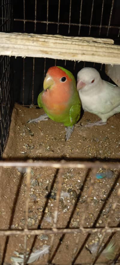 love bird pair