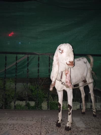 amrat sari cross Bakra.