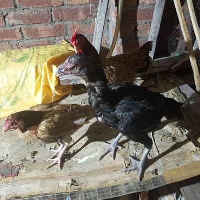 aseel murgi and Desi murgi or Duck for sell