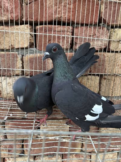Ketle pigeon