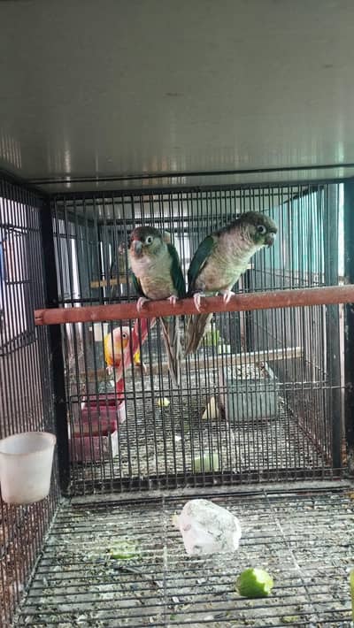 Blue Turquoise conure white footed adult pair for sale