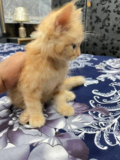 Punch + Doll Face Persian Kitten Triple Coat Healthy