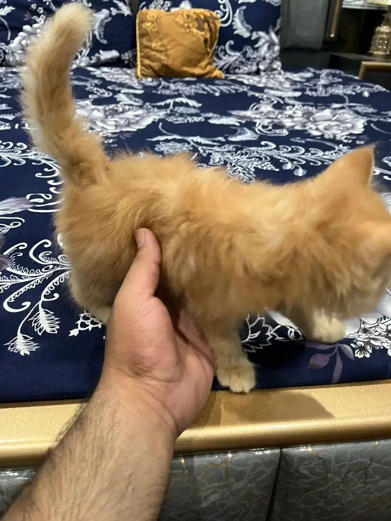 Punch + Doll Face Persian Kitten Triple Coat Healthy — photo 2