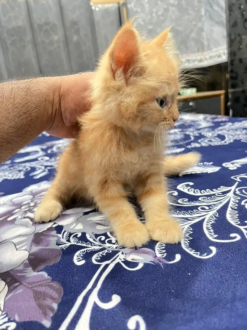 Punch + Doll Face Persian Kitten Triple Coat Healthy — photo 3