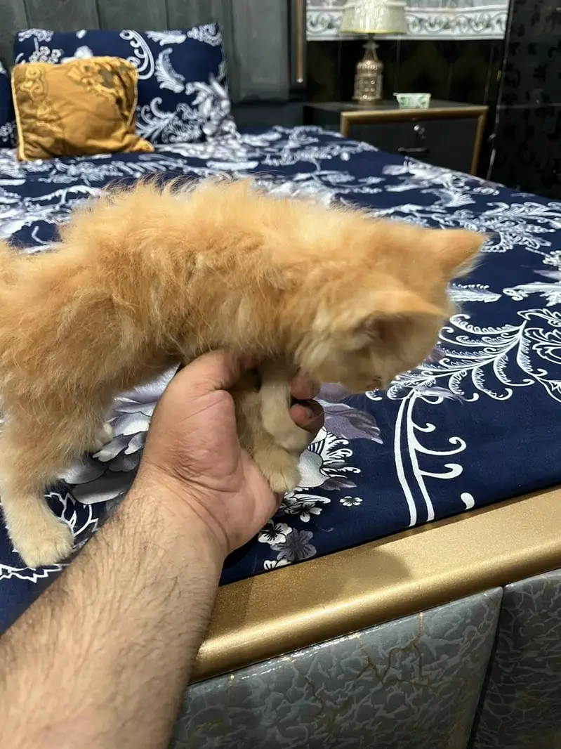 Punch + Doll Face Persian Kitten Triple Coat Healthy — photo 4