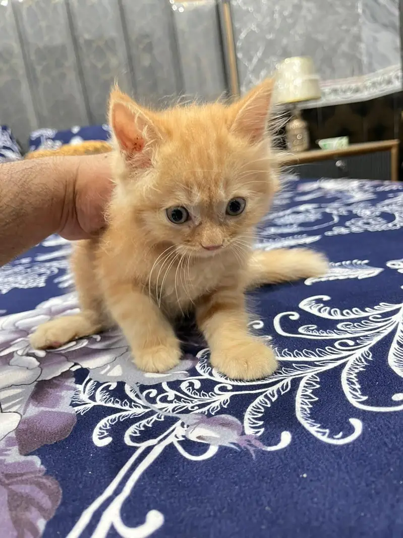 Punch + Doll Face Persian Kitten Triple Coat Healthy — photo 6