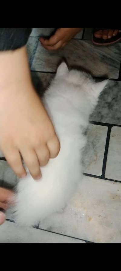 beautiful pair Persian cats. very active and friendly