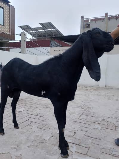 breeder bakra