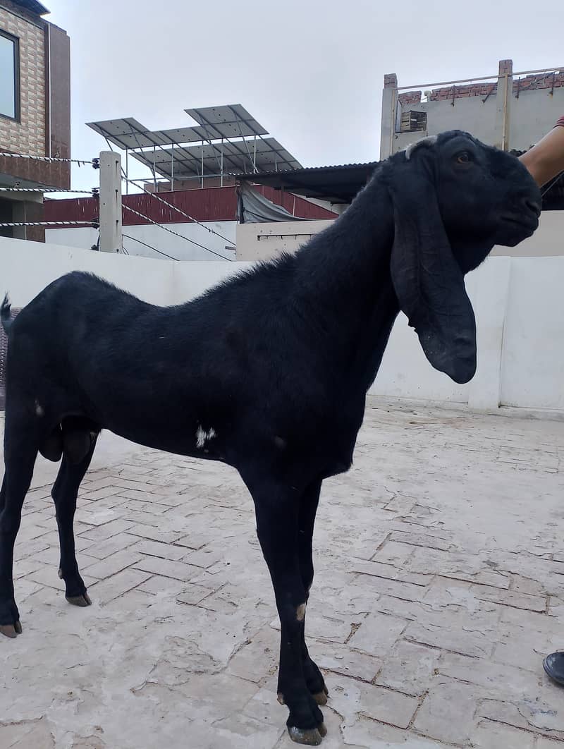 breeder bakra 0