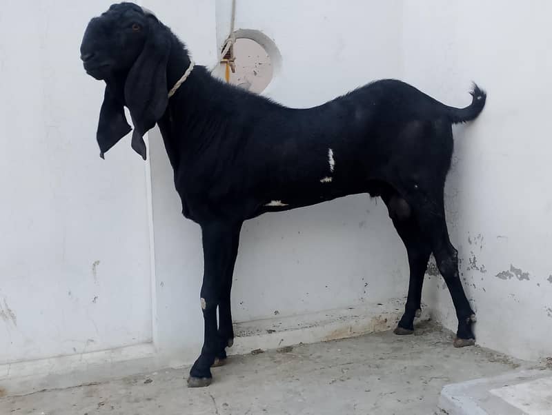 breeder bakra 1