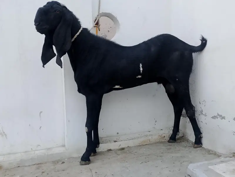 breeder bakra — photo 2