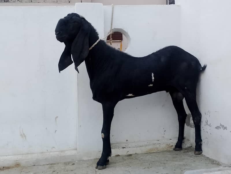 breeder bakra 2