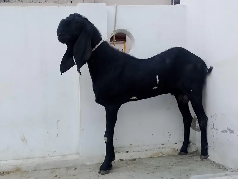 breeder bakra — photo 3