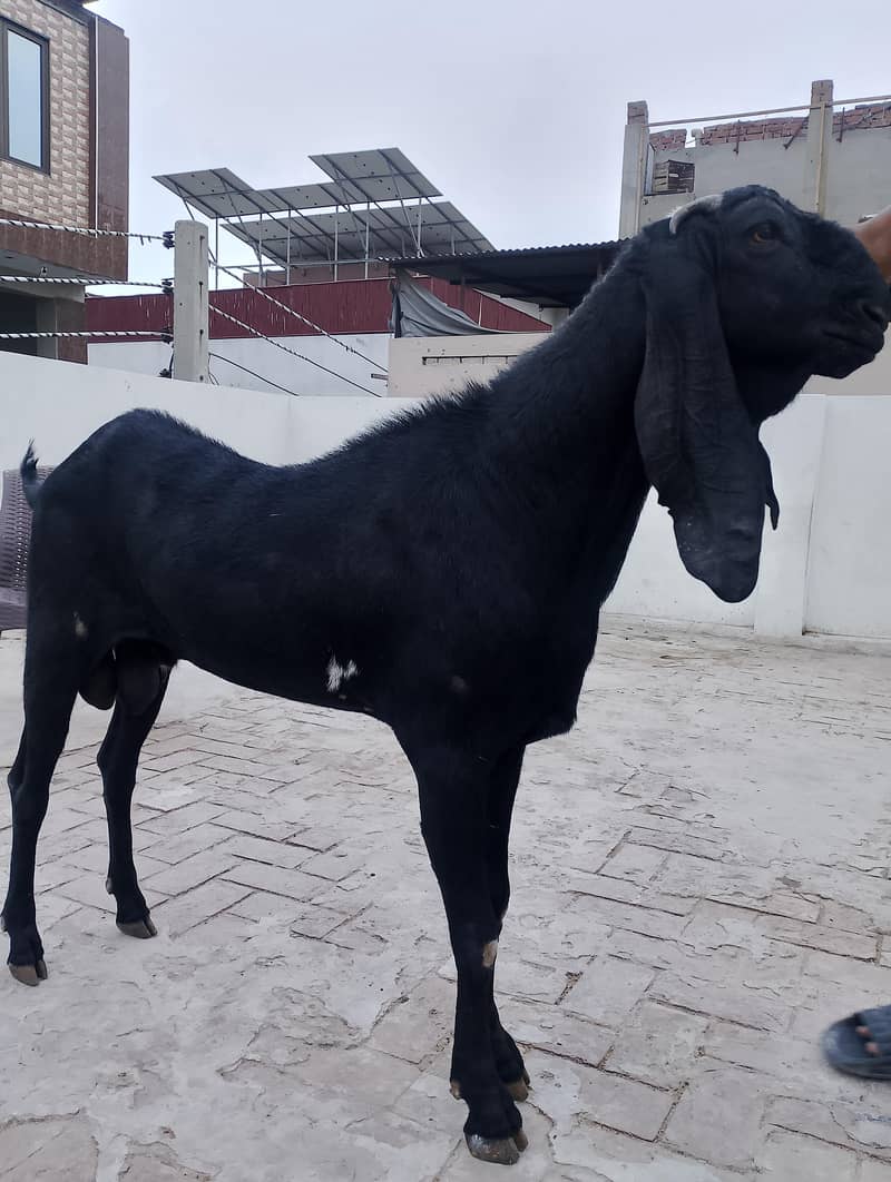 breeder bakra 3