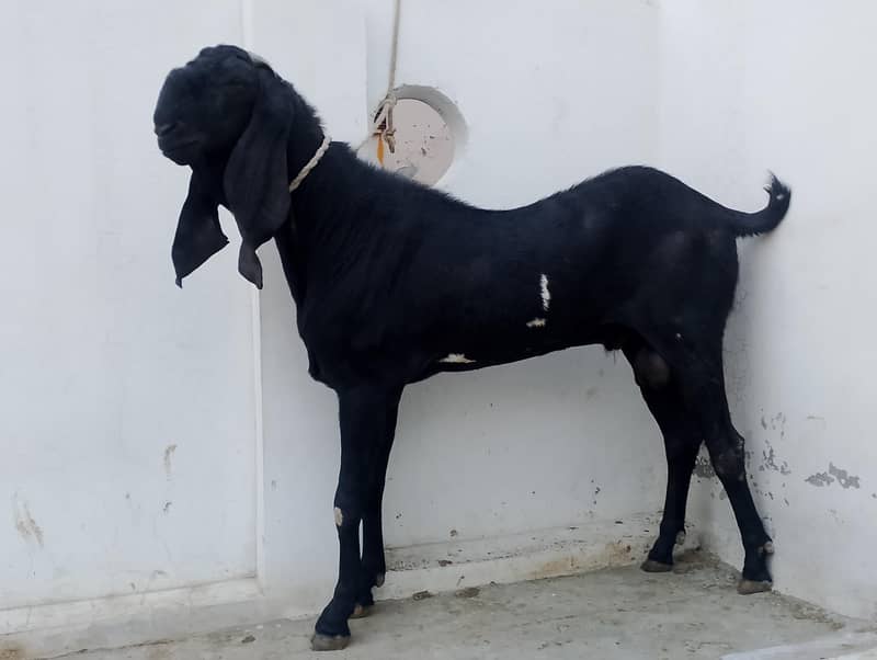 breeder bakra 4