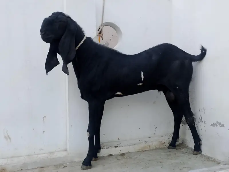 breeder bakra — photo 5