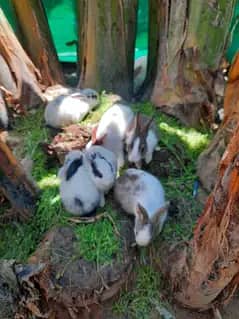 Rabbits for sail 0