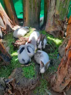 Rabbits for sail