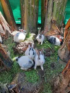 Rabbits for sail 1