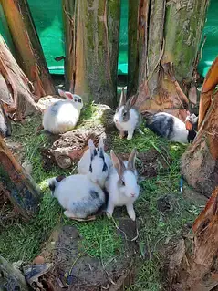 Rabbits for sail — photo 2