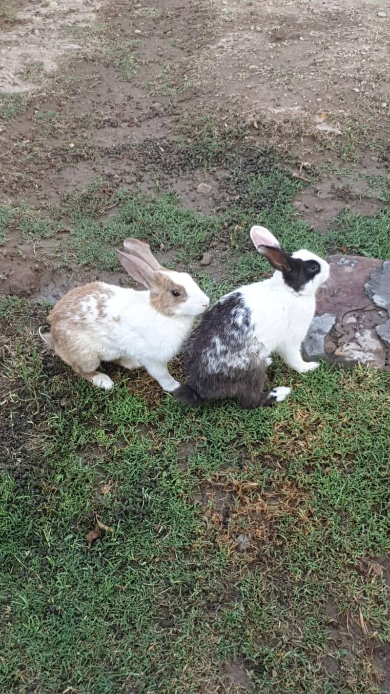Rabbits for sail 2